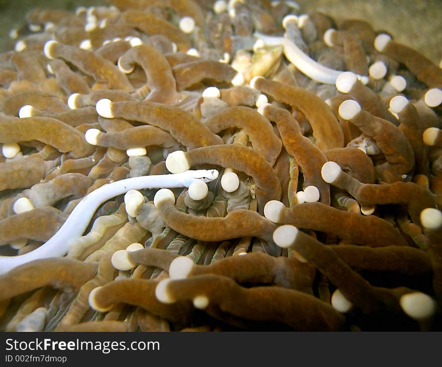 Mushroom Coral Pipefish