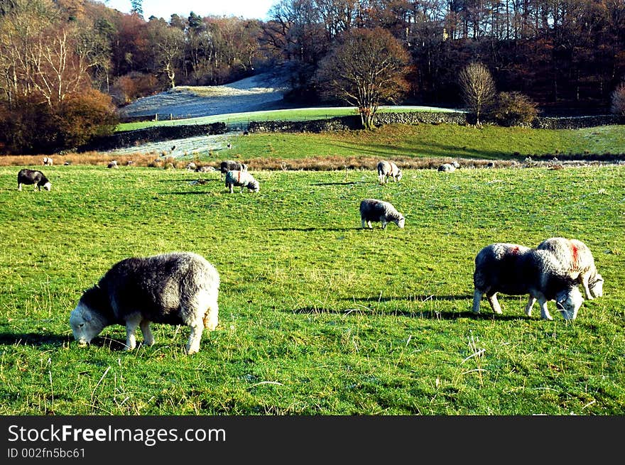 Sheep in a field