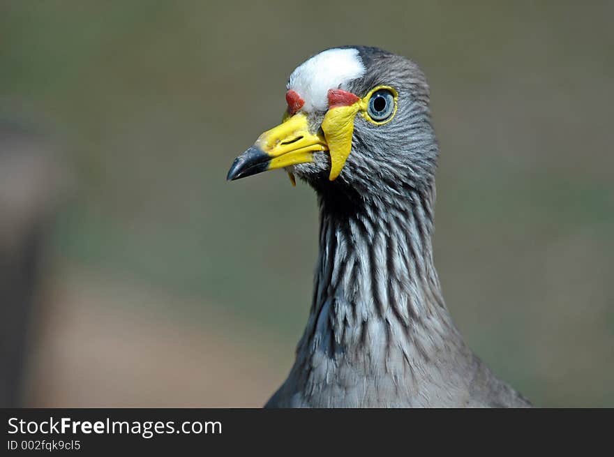 Wattled Plover