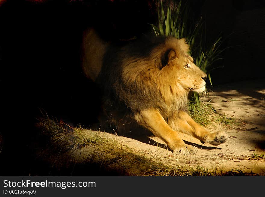 A large lion goes for a cat walk. A large lion goes for a cat walk.