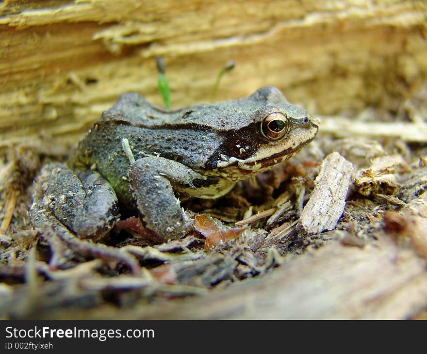 A frog in forest.