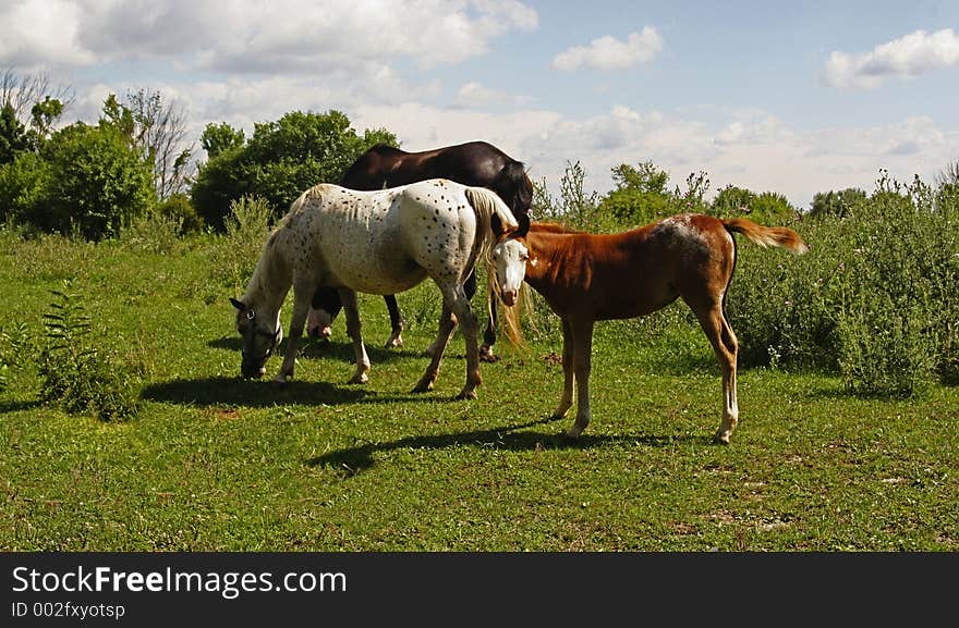 Mommy,Daddy and Baby horse. Mommy,Daddy and Baby horse