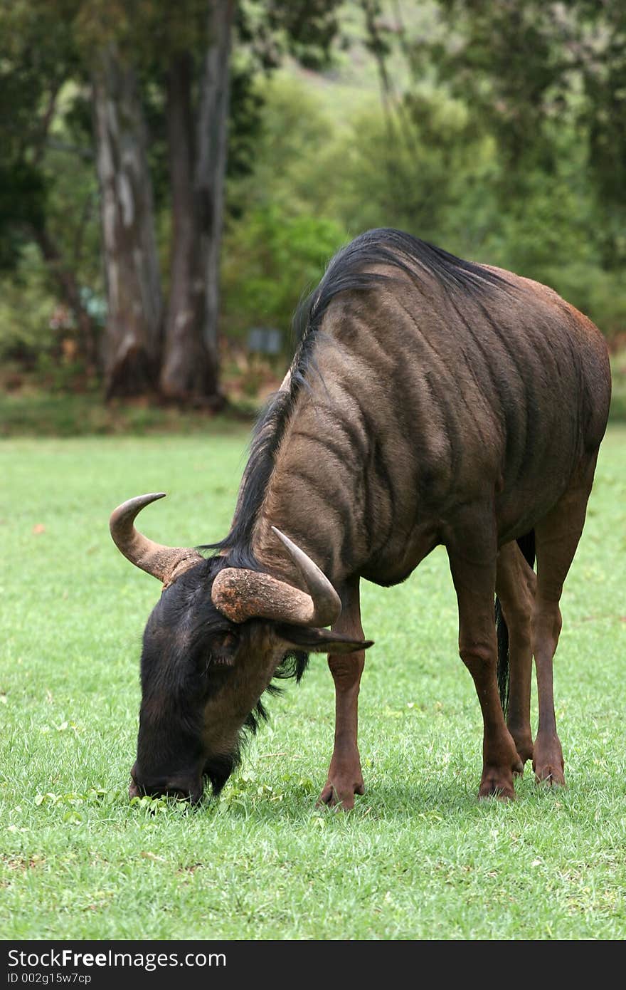 Wild Blue Wildebees Grazing