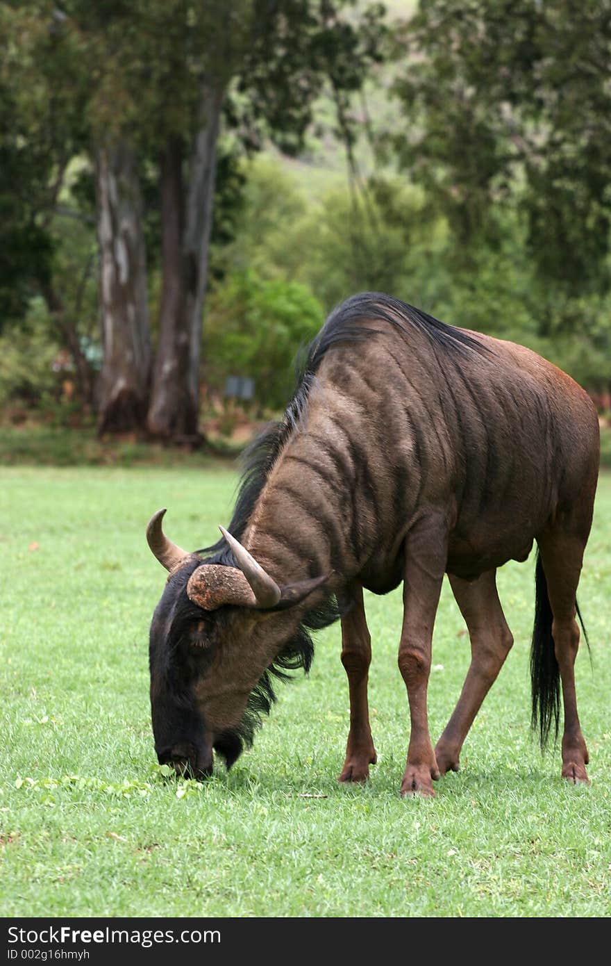 Wild Blue wildebees grazing