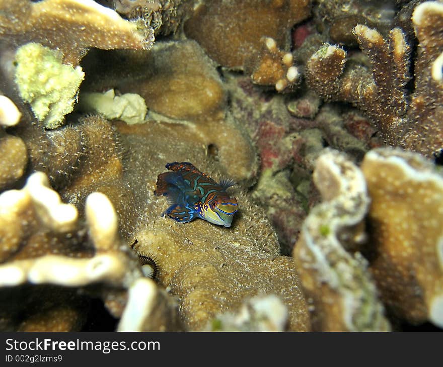 Mandarin fish mates every sunset. Mandarin fish mates every sunset