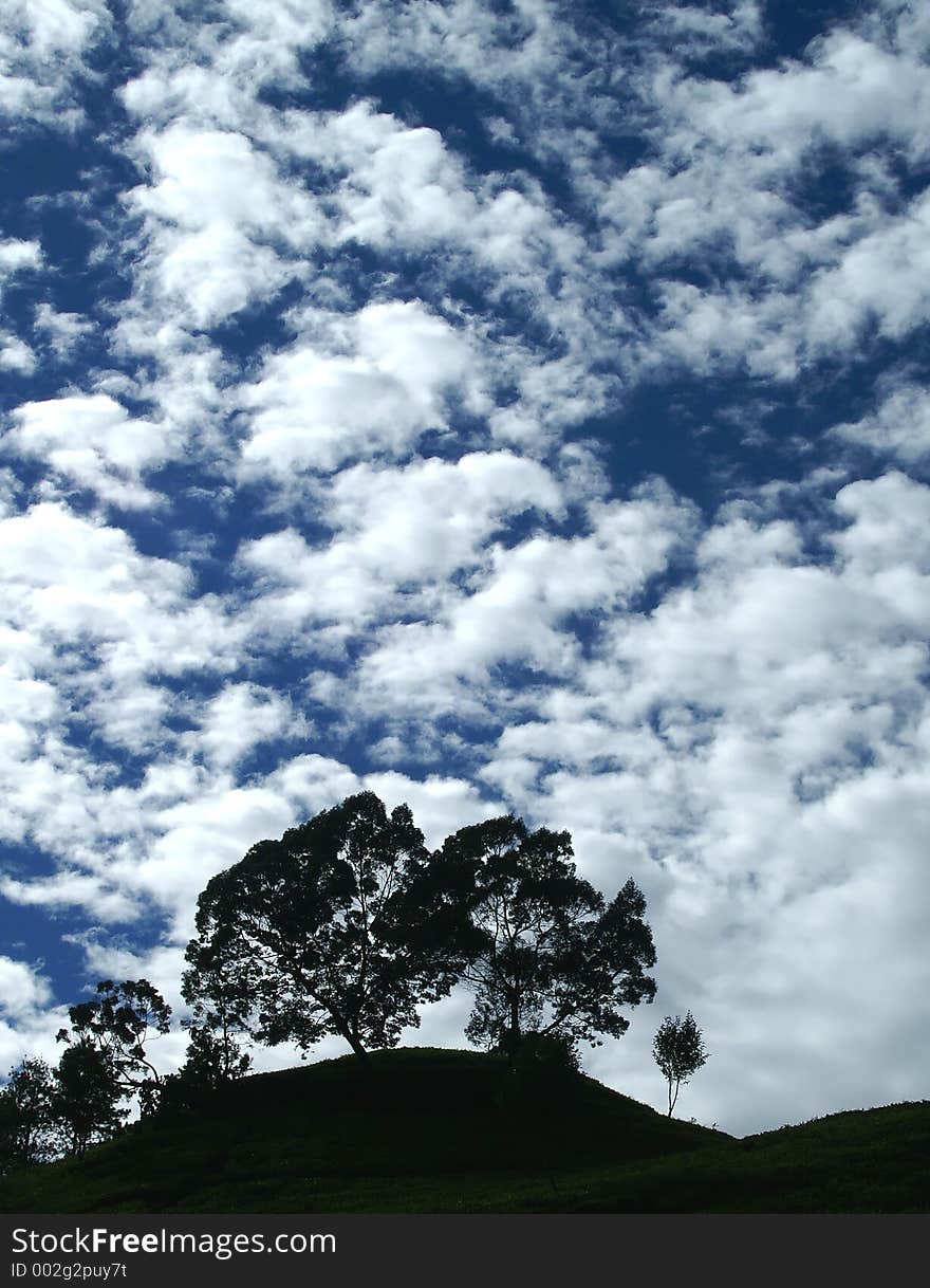 Silhouette Of Trees