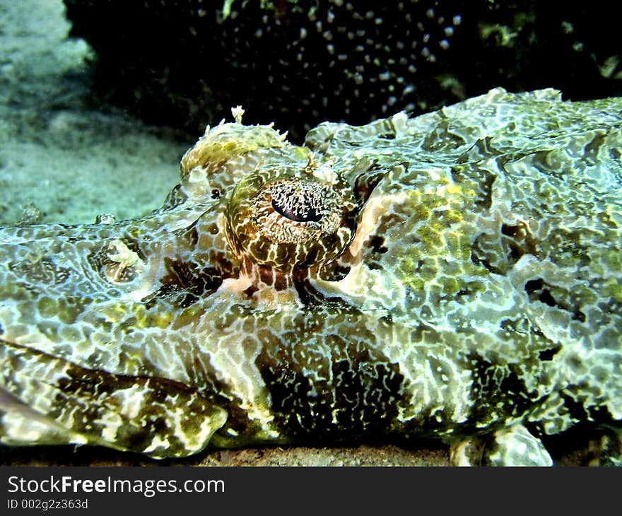 Close-up of the unique eye of crocodile-fish. Close-up of the unique eye of crocodile-fish