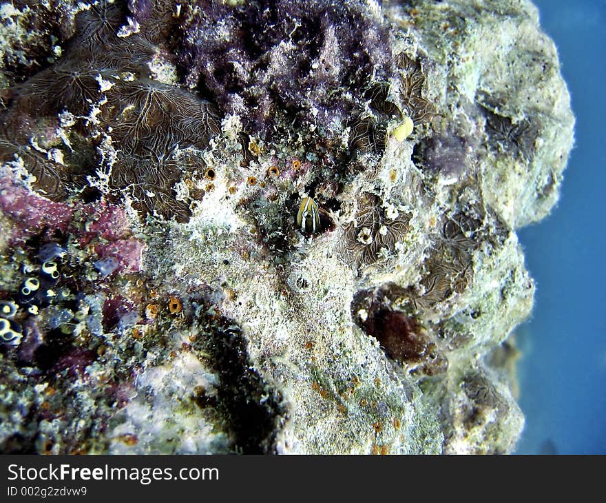 Tube Worm Blenny