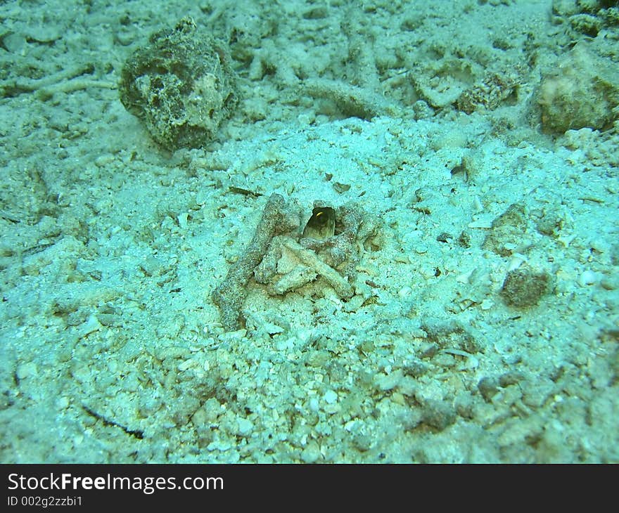 Gold-spec Jawfish