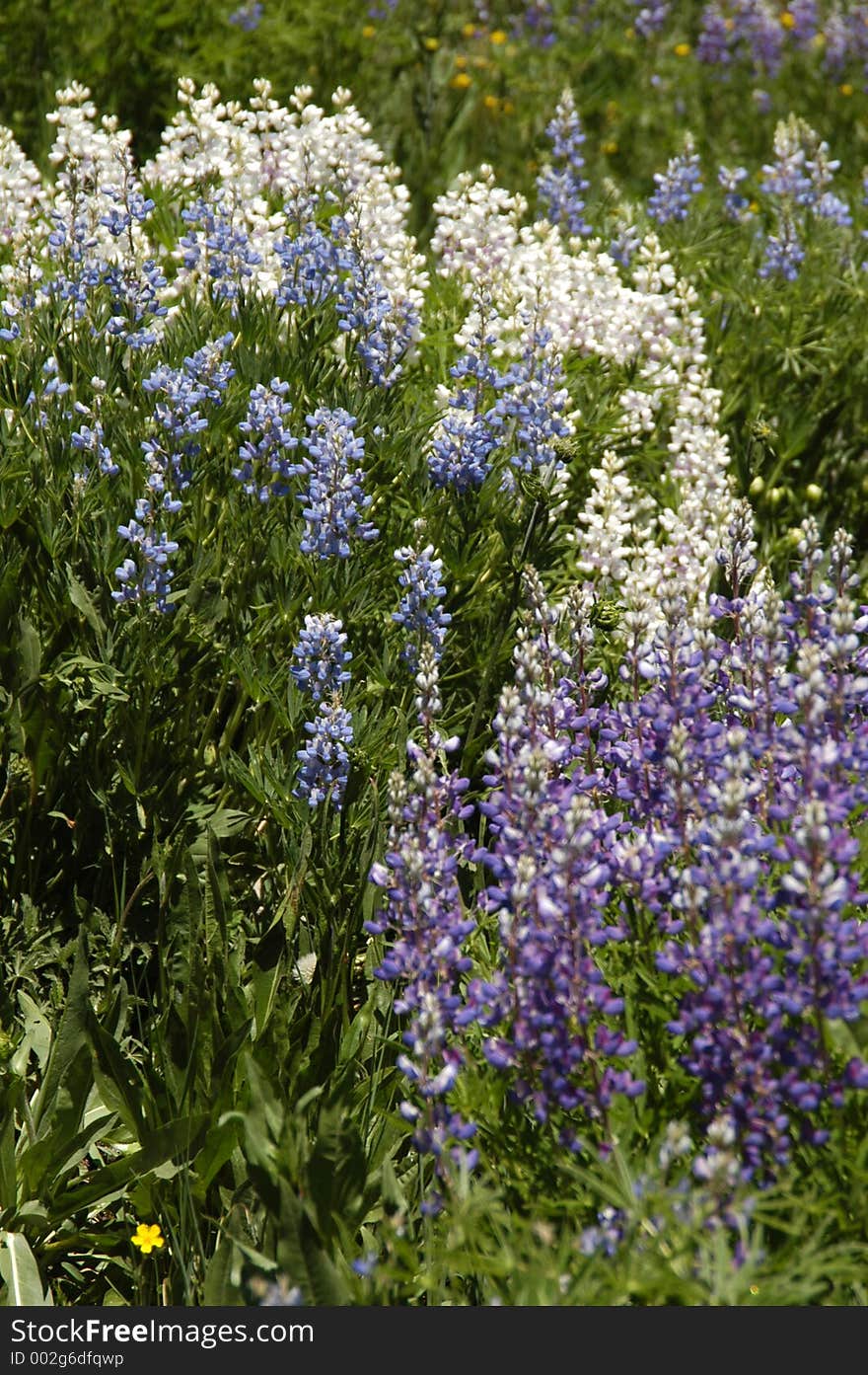 Same flower, but changing colors. Same flower, but changing colors