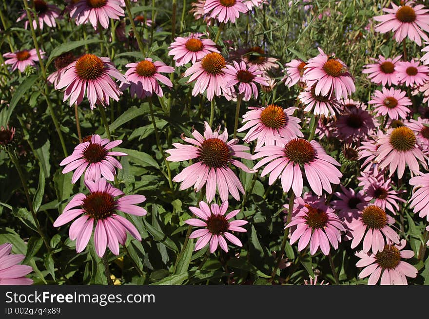 Wild flowers. Wild flowers