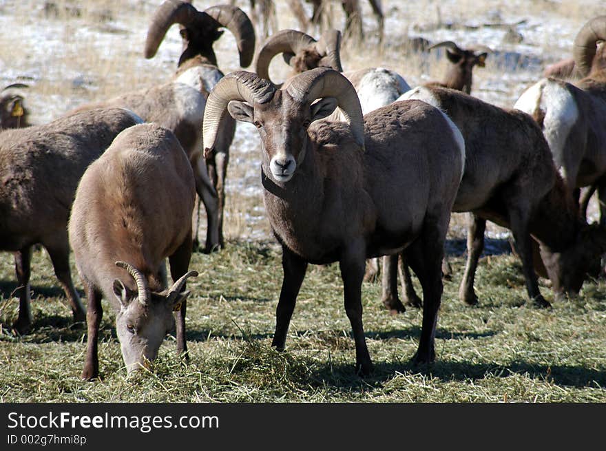 Wild Big Horn Sheep eating. Wild Big Horn Sheep eating