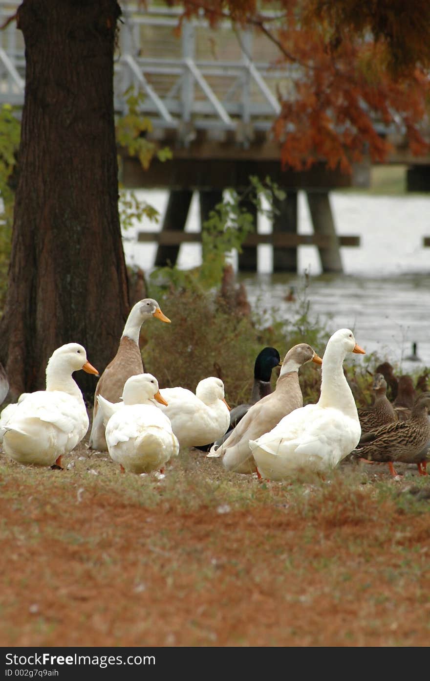 Birds of a feather stick together