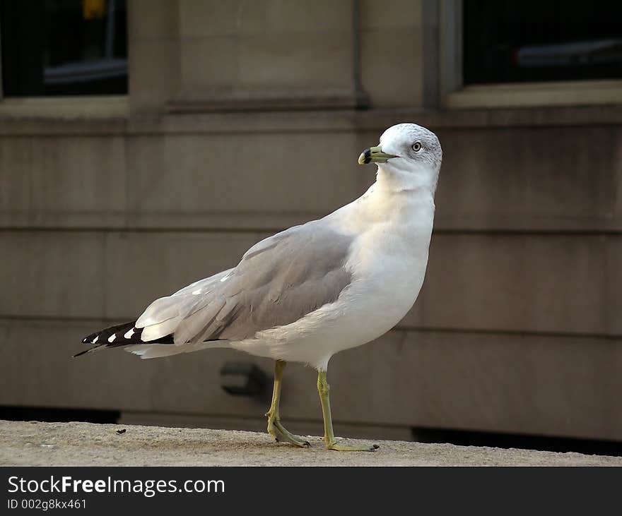 Seagull