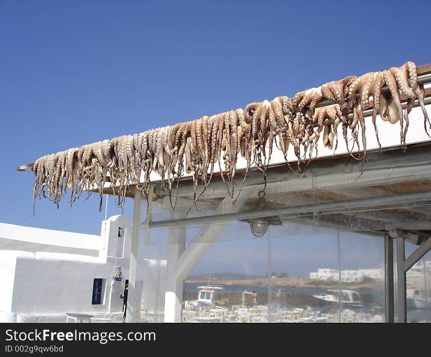 Newly caught octupus drying in the sun. Newly caught octupus drying in the sun