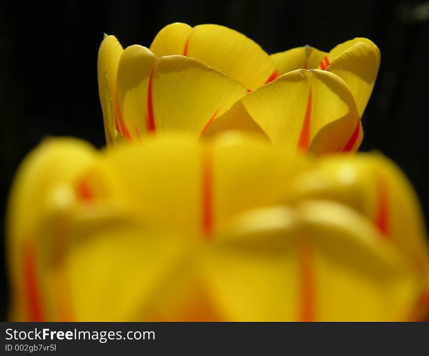 Two perfect yellow and red tulips