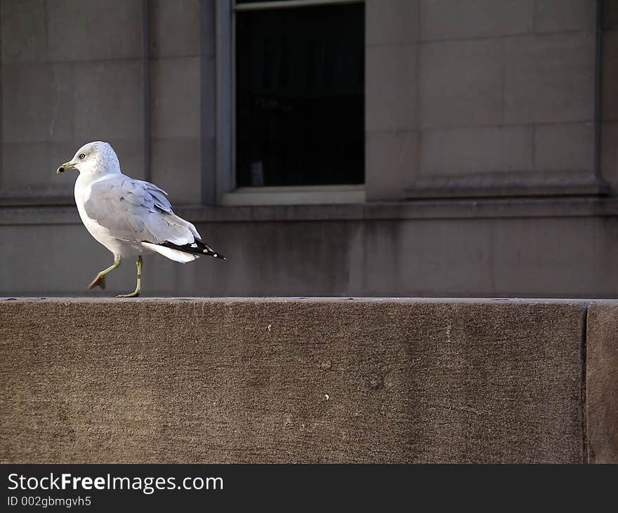 Seagull