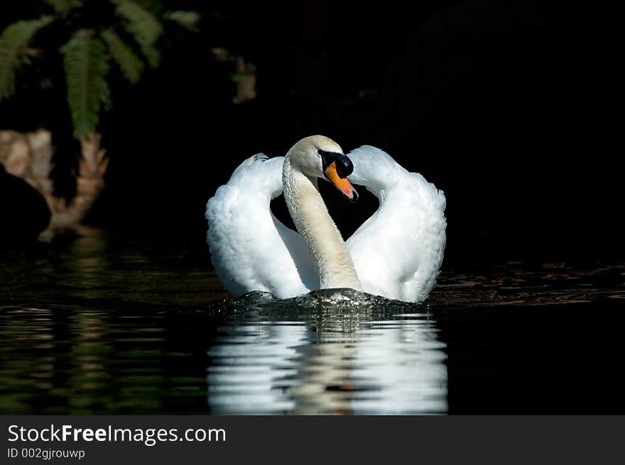 Swimming Swan