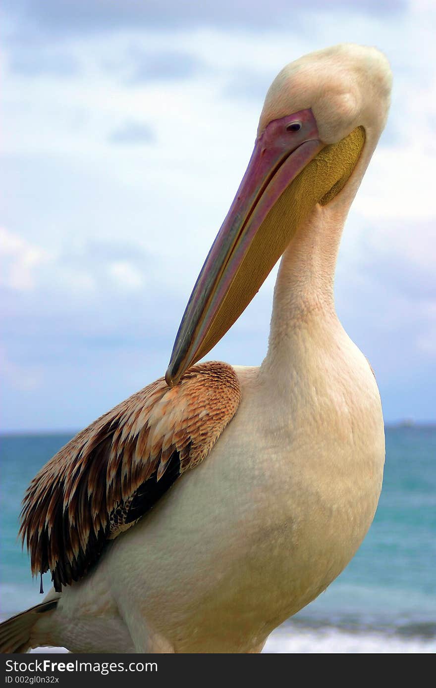 Pelican close-up