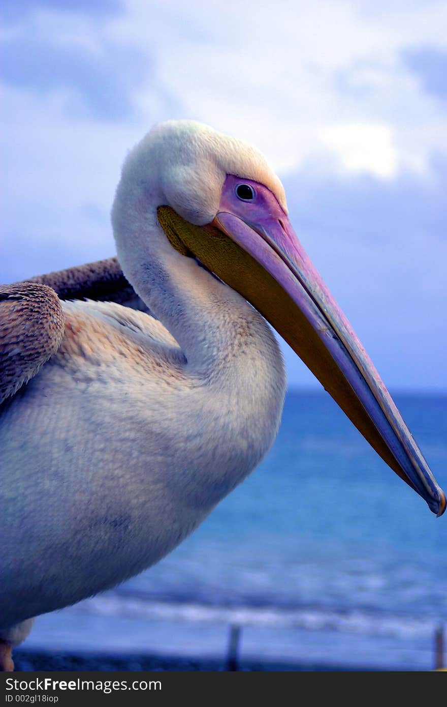 Pelican close-up