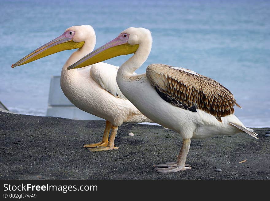 Pelicans