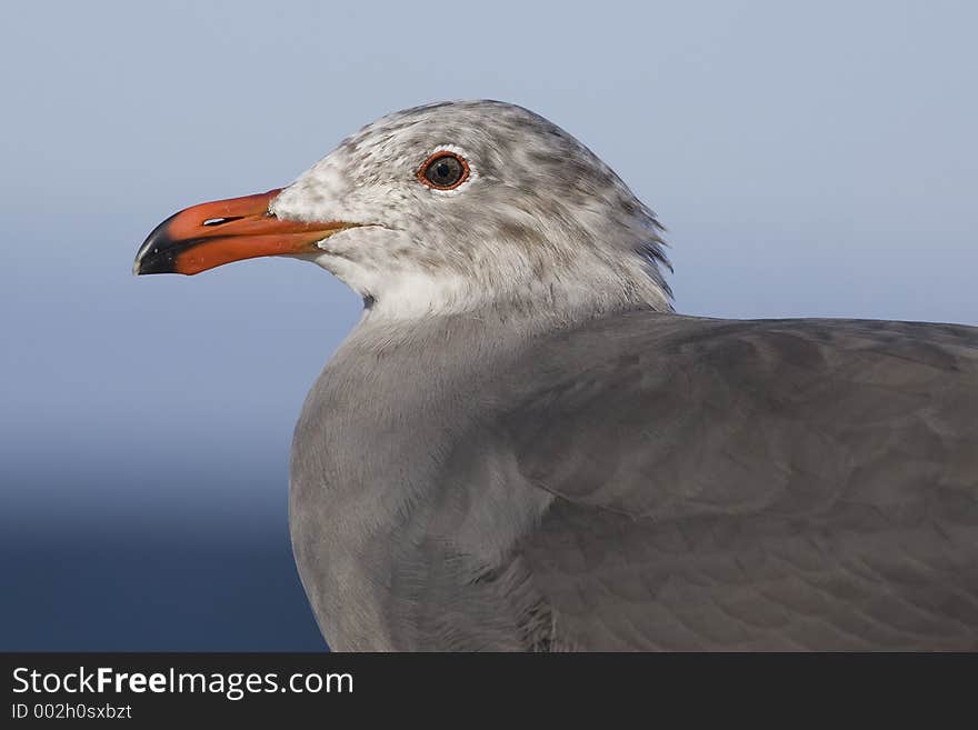 Heermanns Gull close-up