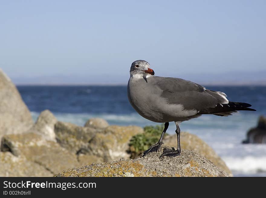 Heermanns Gull on rocks