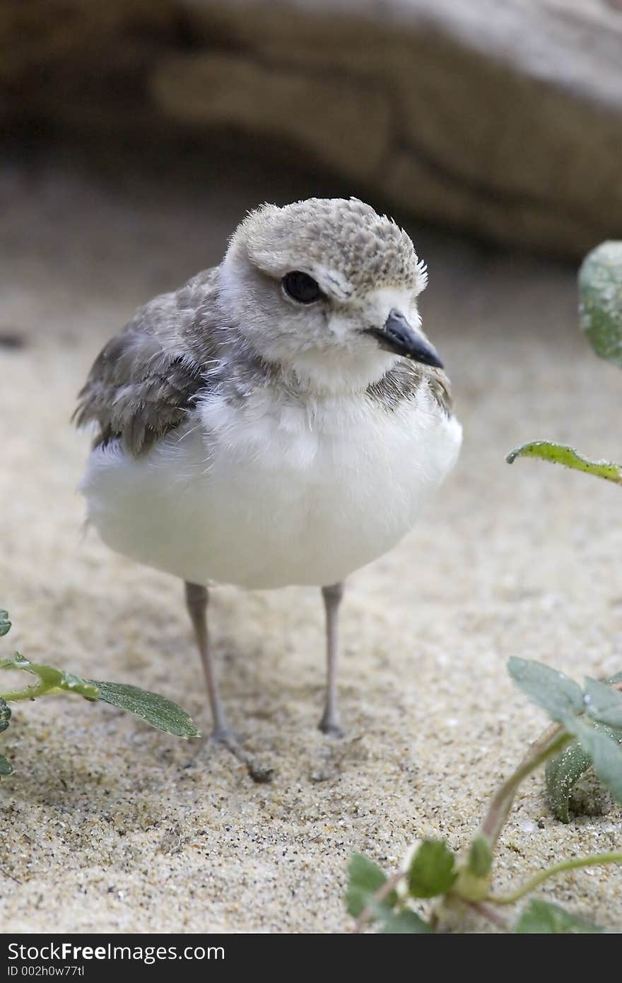 Snowy Plover 1