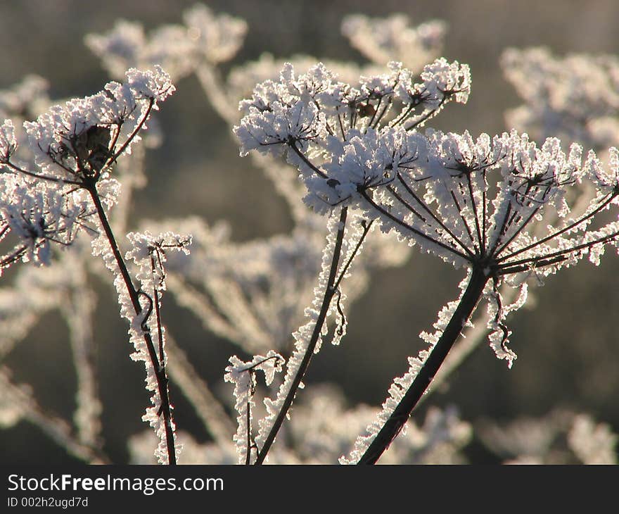 Field plants covered by hoarfrost. Field plants covered by hoarfrost