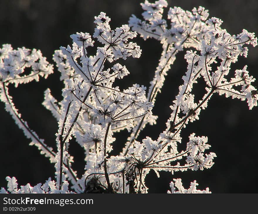 Field plants covered by hoarfrost. Field plants covered by hoarfrost