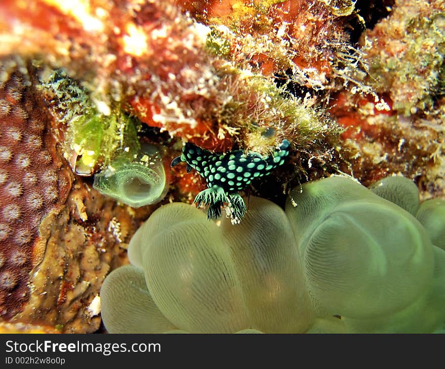 Nembrotha cristata