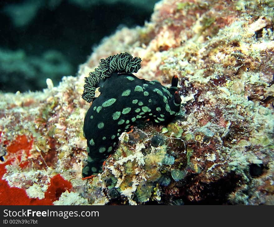 Nembrotha kubaryana