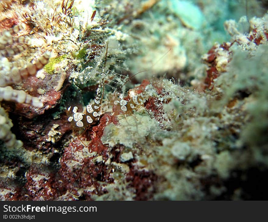 Squat Shrimps