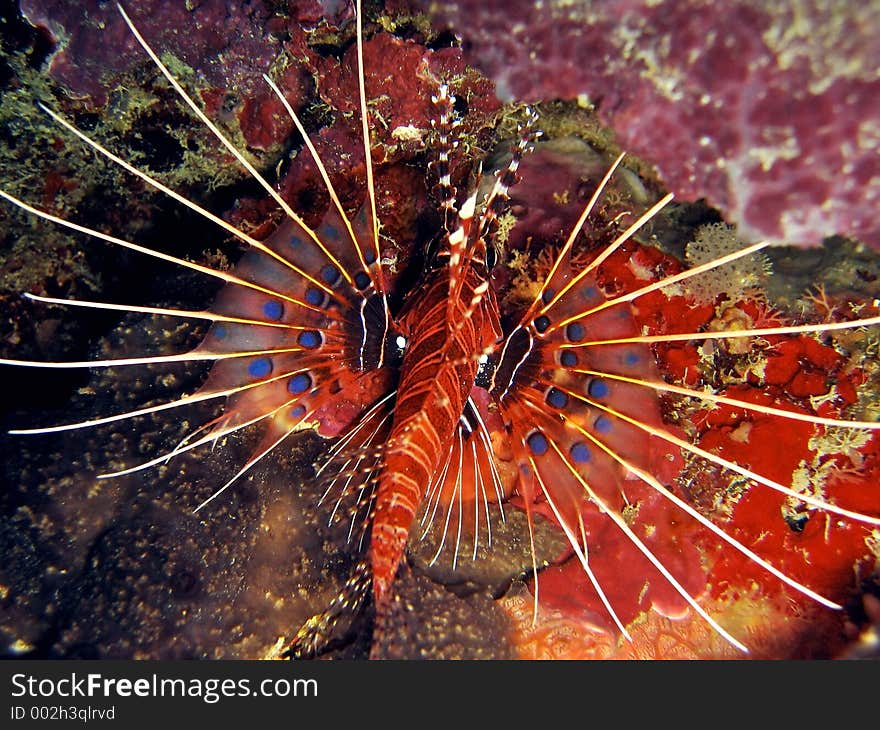 Blue-Spotted Fins