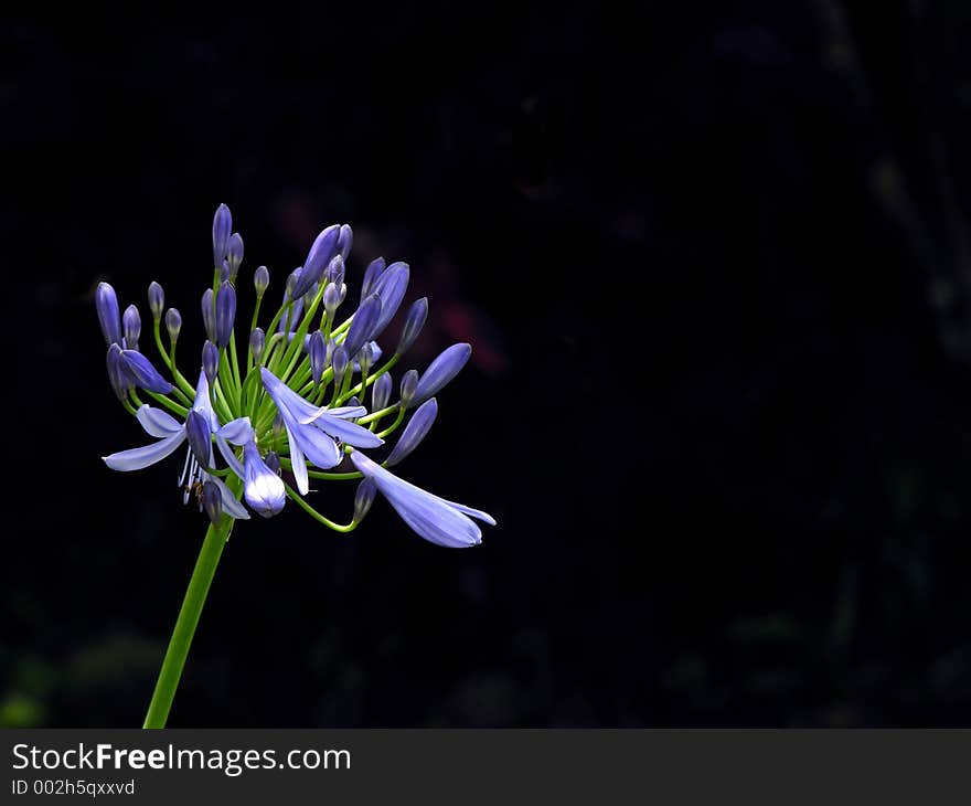 A close up of a purple lily