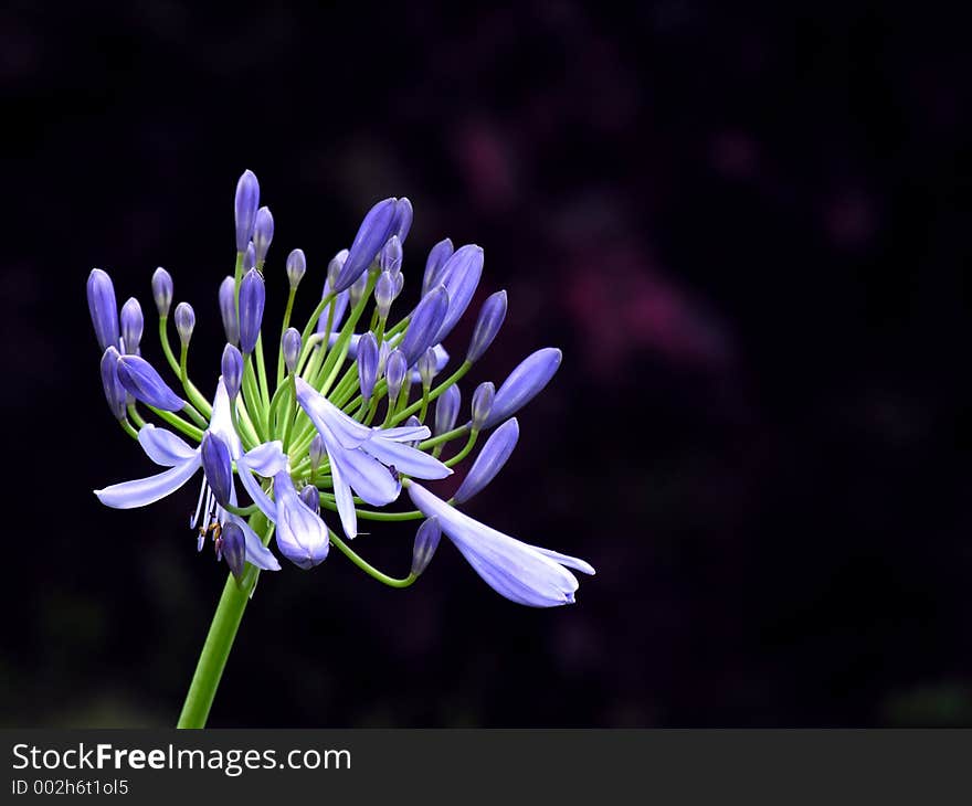 A lonely flower bouquet. A lonely flower bouquet