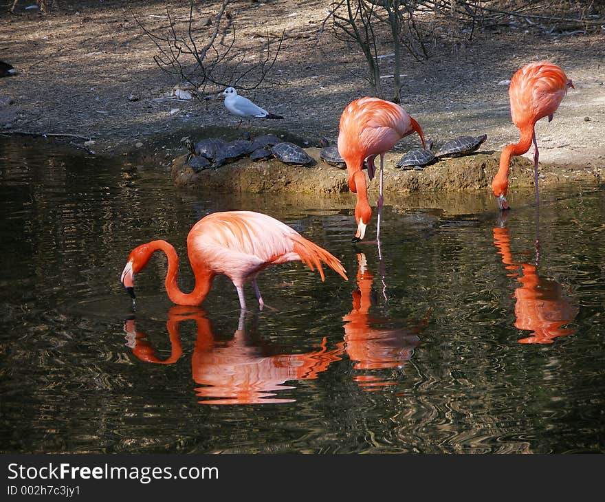 Pink flamingo