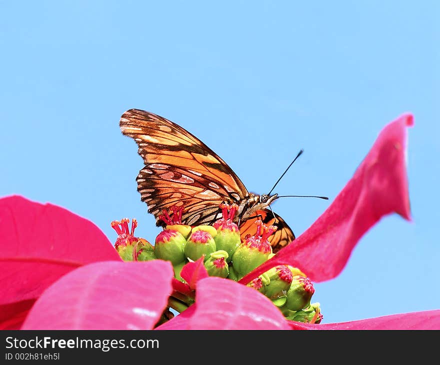 Orange Butterfly on flower. Orange Butterfly on flower