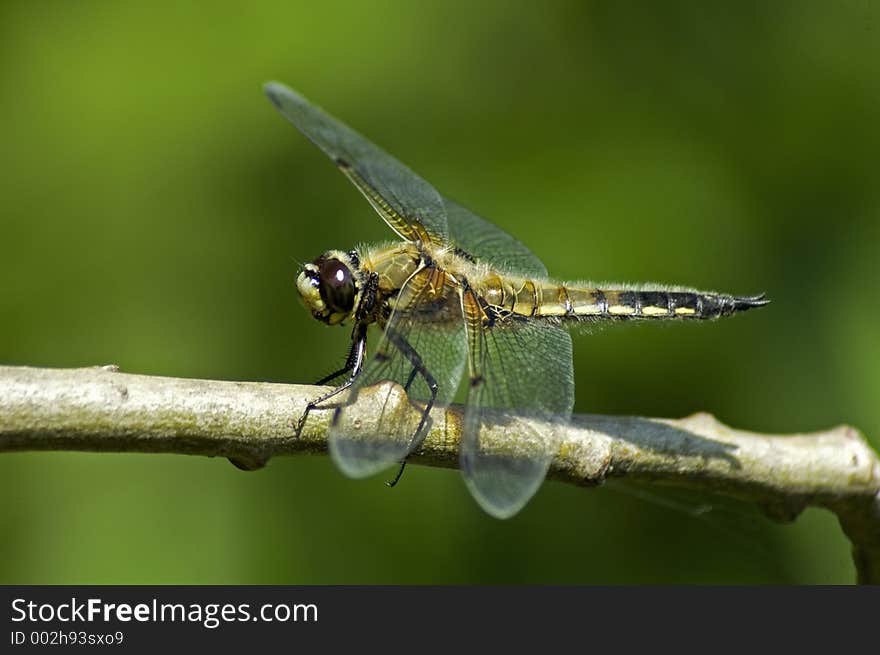 Dragonfly 2