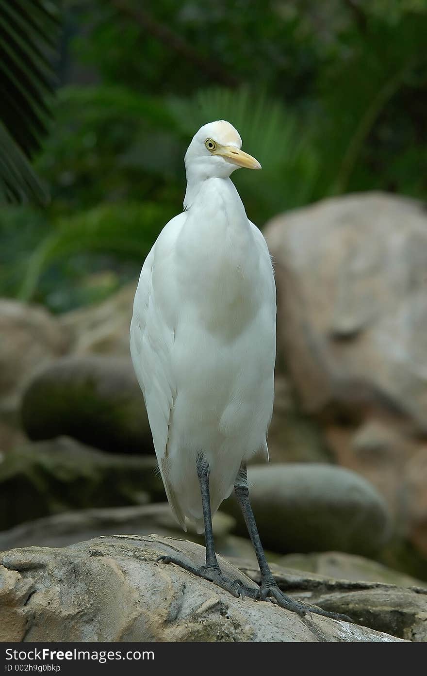 White bird standing