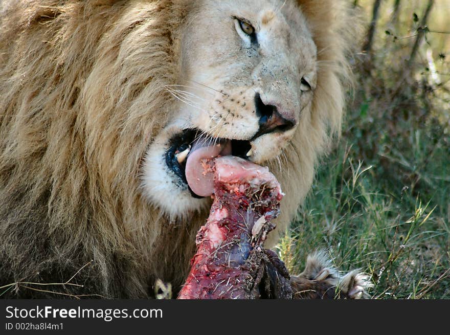 Male lion with freshly caught food. Male lion with freshly caught food.