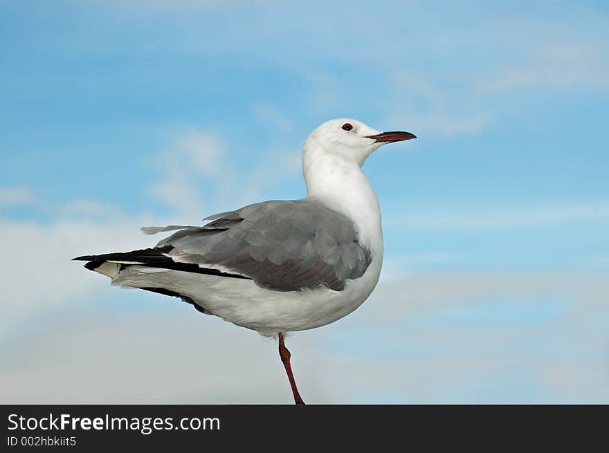 Hartlaub's Gull. Hartlaub's Gull.