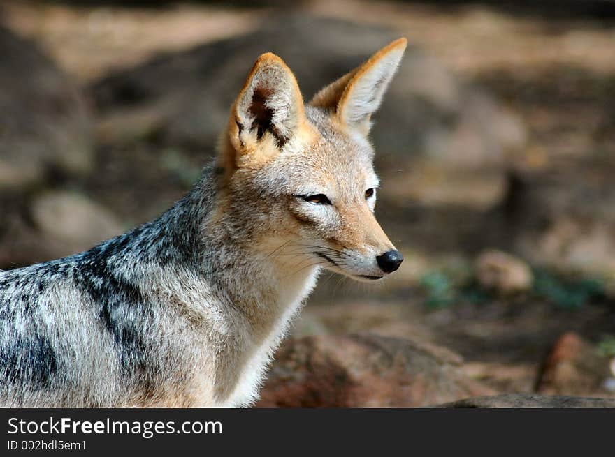 Black-backed jackal - Canis mesomelas. Black-backed jackal - Canis mesomelas.