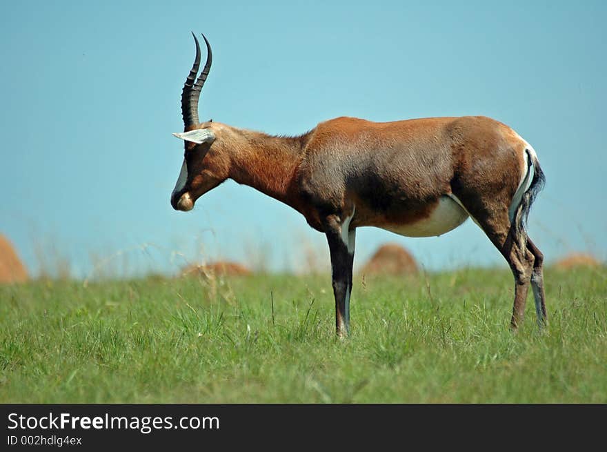 Blesbok.