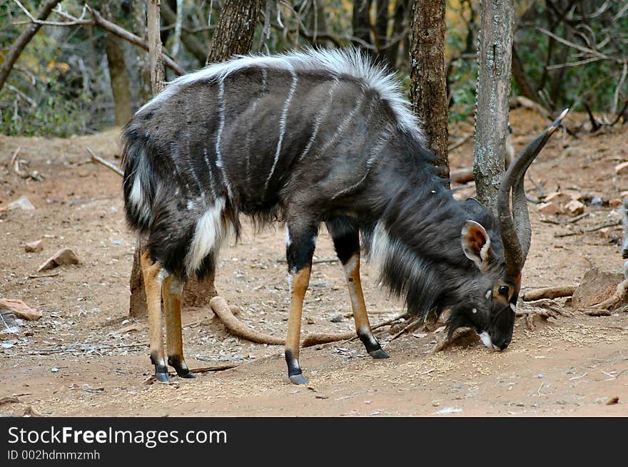 Nyala