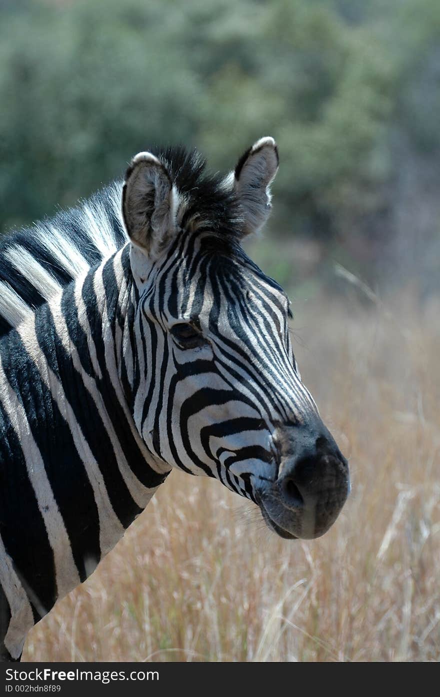 Zebra portrait.