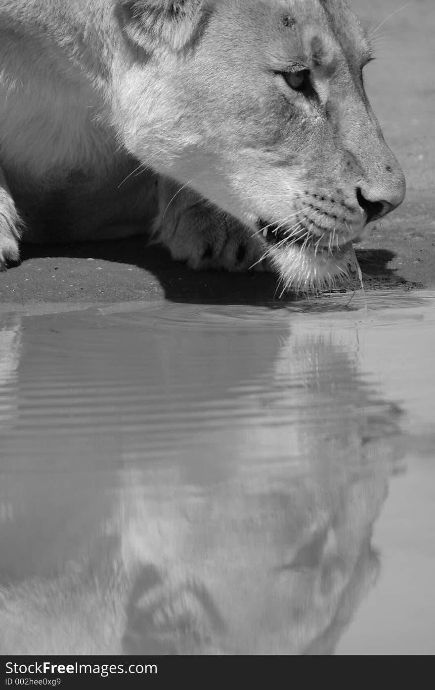 Black and white image of lioness drinking water. Black and white image of lioness drinking water.