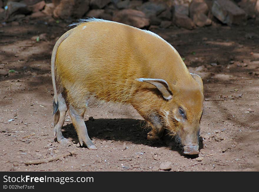 Red River Pig, an animal from Germany. Red River Pig, an animal from Germany.