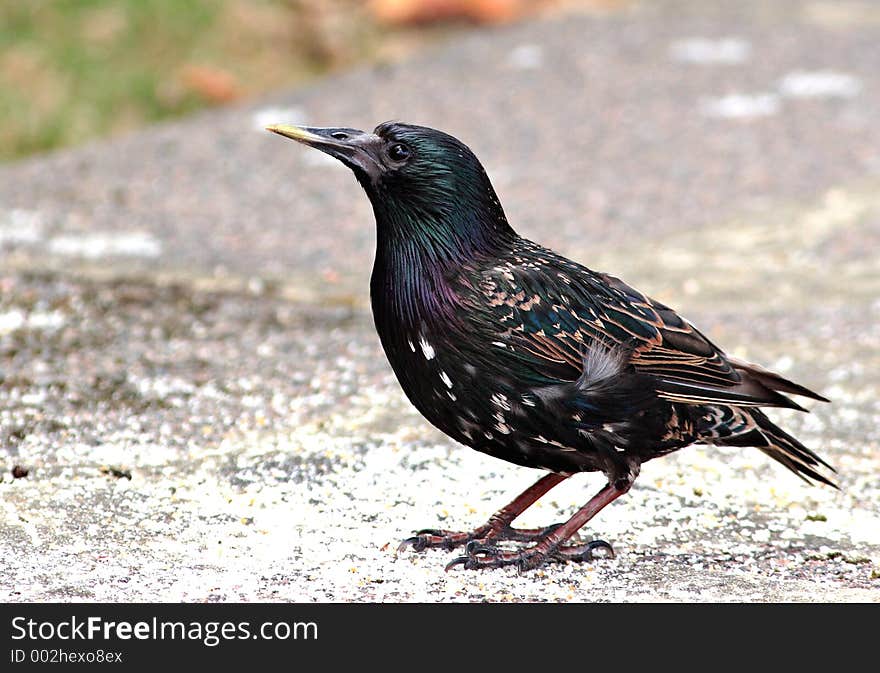 Adult Starling. Adult Starling