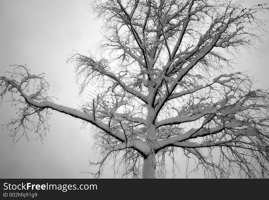 Snow Covered Tree